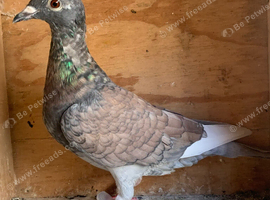 Beautiful coloured Rubella racing pigeon Bred in 2026 has RPRA ring
