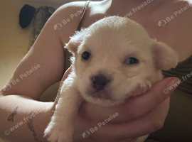 Chihuahuas forsale