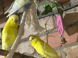 3 budgies One bonded pair and a male budgie ,no cage ,not tamed