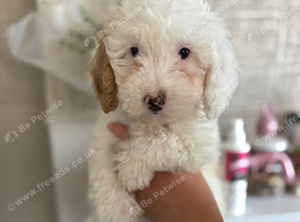 1 Stunning Cavapoo pup Ready Now