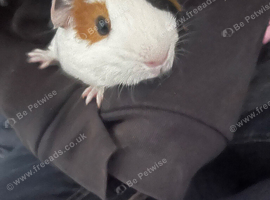 2 lovely baby boy guinea pigs too be rehomed together