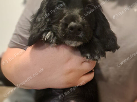 KC cocker puppy