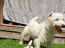 Beautiful jack russell puppies