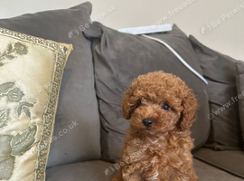 Asian extra Mini maltipoo ready to go(3 left