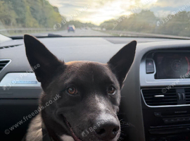 Husky x Shepard 12 month old female