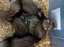 Polecats