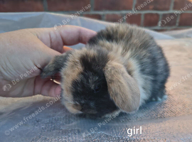 Mini lop bunnies ready 21st November