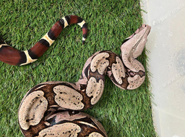 Guyanan Red Tail Boas