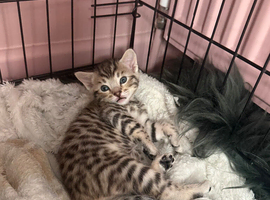 Bengal x Maine Coon Kittens