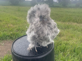 Stunning silkie bantams for sale- a variety of colours