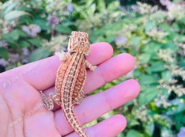 Beautiful bearded dragons