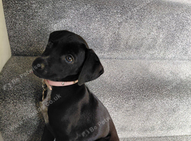 Welsh Terrier Whippet Cross 12 weeks old