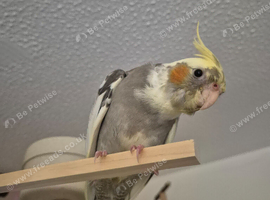 Handreared Cockatiel