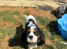 Cavapoo puppies