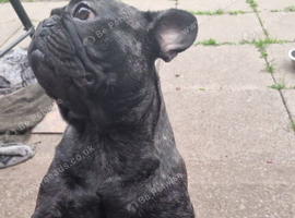 2 beautiful healthy French bulldog