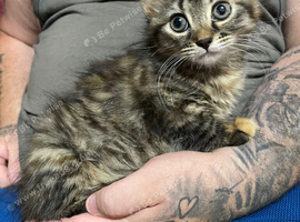 3 kittens for sale
