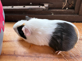 1 Female Guinea pig for sale!