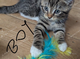 Beautiful 8-Week-Old Kittens Ready for Their Forever Homes