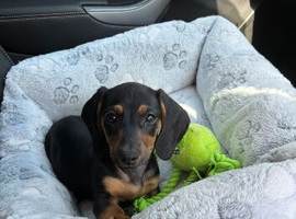 Lovely little dachshund puppie to rehome ️