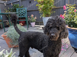 Poodle looking for his forever home