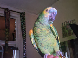 Female amazon aestiva