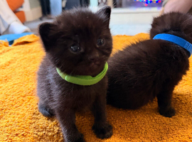 3 gorgeous black kittens for sale