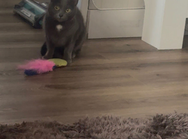 Russian blue Burmese cross female cat