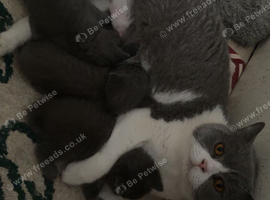 3 beautiful BSH kittens