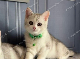 British shorthair male