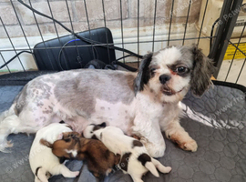 Shih tzu pup