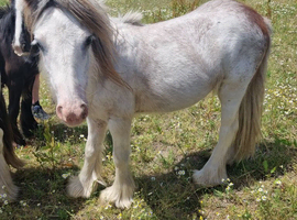 Red blagdon colt