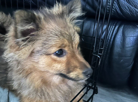 Pomeranian