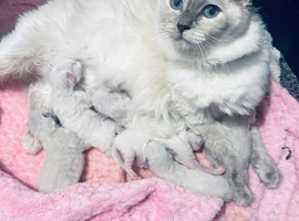 Ragdoll kittens available soon