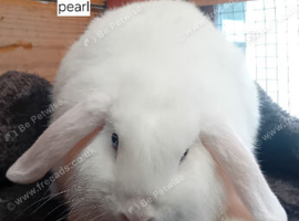 5 bunnies looking for their forever homes