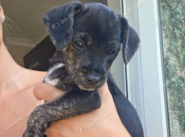 9 wk old Jackapoo girl