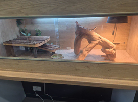 Baby bearded dragons and set up