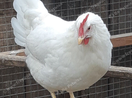 Pol chickens/ laying hens