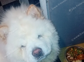 Male full pedagrieee white urgent sale no time wasters plez