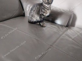Mixed Bengal