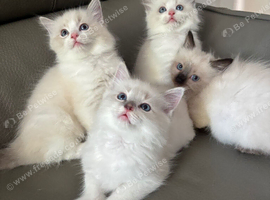 Stunning lilac/ crisp white ragdoll kittens