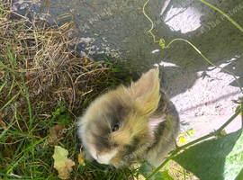 I have 3 beautiful rabbit