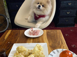 2 n half years old Pomeranian- Luna