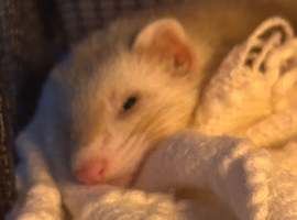 female ferret for sale