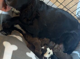 2 beautiful cocker spaniel puppies (boys).
