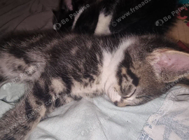 playful boy ready to new home