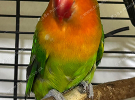 HEN DNA Fishers Lovebird
