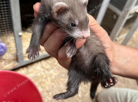 Mixed Ferrets available soon