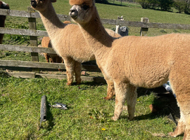Group of 3 BAS registered Alpaca Females