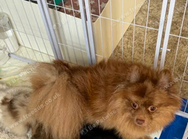 Beautiful Pomeranian Puppies, Fully Health Tested.