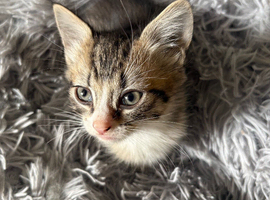 4 kittens for sale.